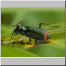 Malachius bipustulatus - Zweifleckiger Zipfelkaefer 01.jpg